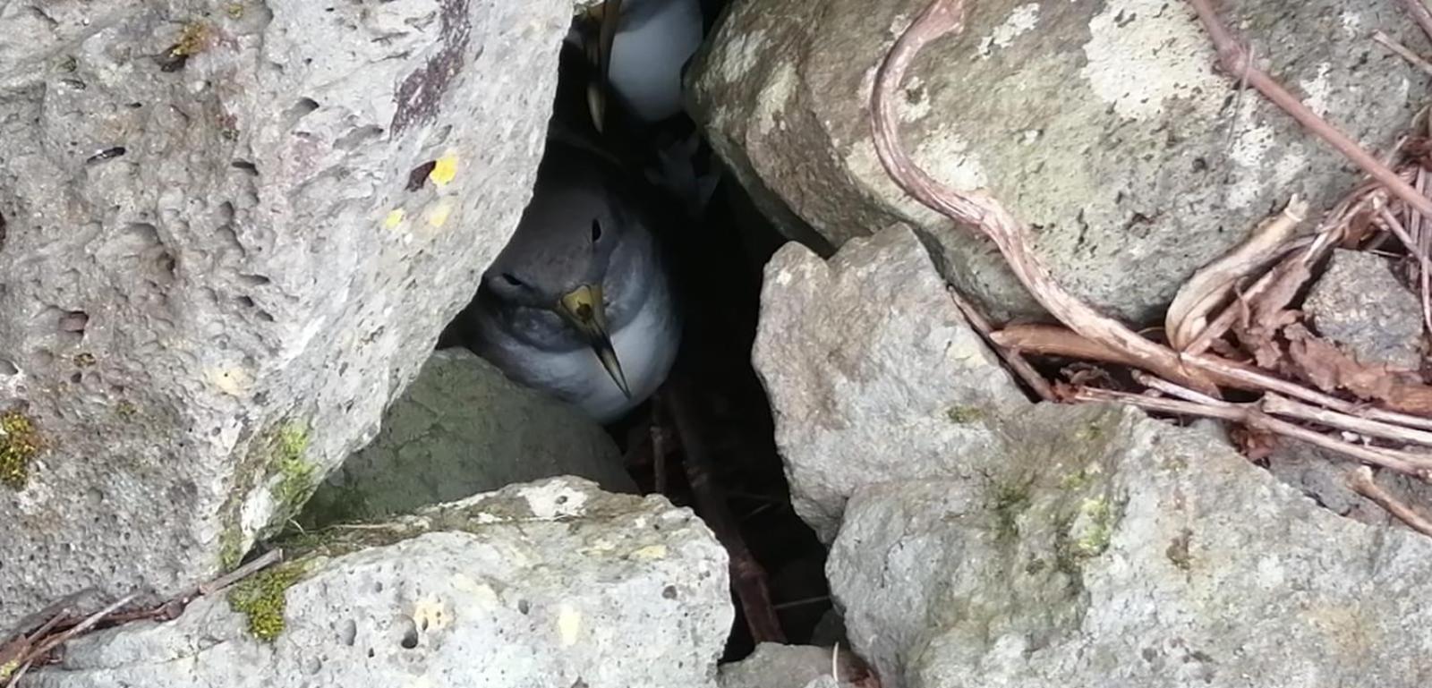 Vistalinda Farmhouse Faja dos Vimes المظهر الخارجي الصورة